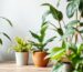 Greening Our Homes: Tips for Keeping Indoor Plants Beautiful and Healthy